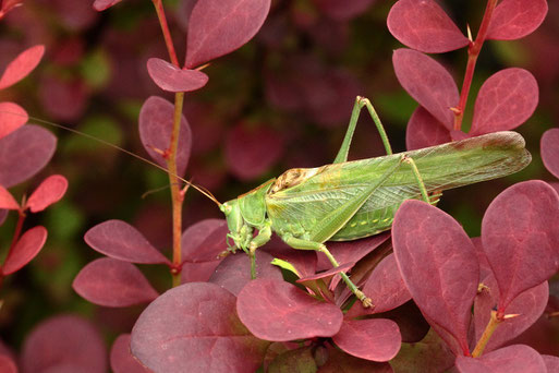 Großes Heupferd - Tettigonia viridissima; Garten bei Karlsbad-Spielberg (G. Franke, 30.06.2020)