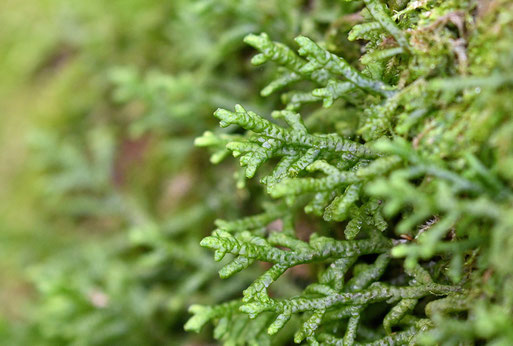 Flachblättriges Kahlfruchtmoos (Syn. Breitblättriges K.) - Porella platyphylla; an einem Baumstamm im Mischwald bei Karlsbad-Spielberg; (G. Franke, 05.12.2025) Abteilung der Lebermoose, Ordnung beblätterte Lebermosse, Fam. Porellaceae