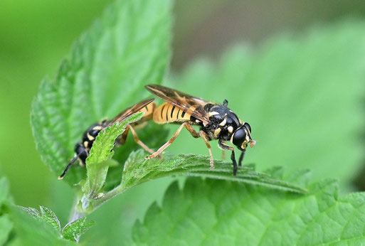 Temnostoma vespiforme - Wespen-Moderholzschwebfliege; Waldwegrand bei Waldbronn-Etzenrot (G. Franke, 10.06.2026)