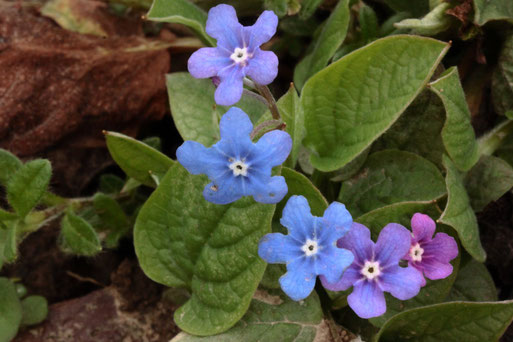 Es wird langsam bunt im Garten, Ende Februar - Frühlings-Gedenkemein - Omphalodes verna, in voller Blüte (G. Franke, 29.02.2020, Karlsbad-Spielberg)