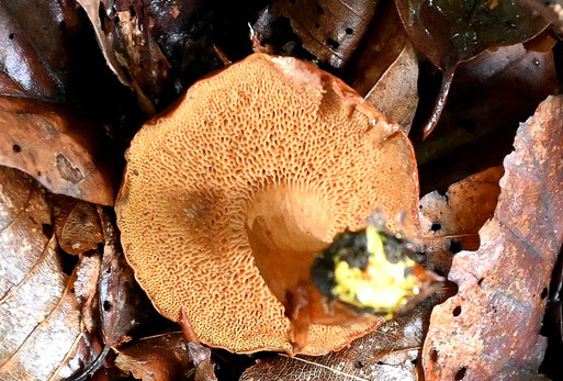 Pfefferröhrling (Chalciporus piperatus); die Röhrenfarbe ist charakteristisch, die Öffnungen der Röhren sind groß und eckig und werden zum Rand hin kleiner (G. Franke, 07.10.2025)