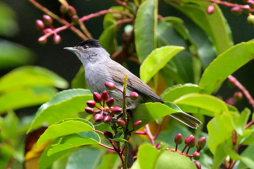 männl. Mönchsgrasmücke - Sylvia atricapilla; in einem Etzenroter Garten (B. Guthmann, 04.08.2021)