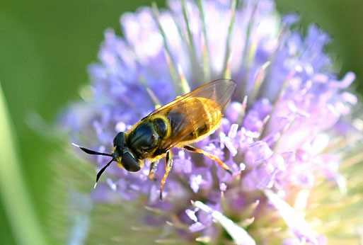 Goldene Glanzschwebfliege - Callicera aurata; eine von sechs dieser seltenen Schwebfliegen auf den Blüten der Wilden Karde im Garten (G. Franke, 19.07.2025)