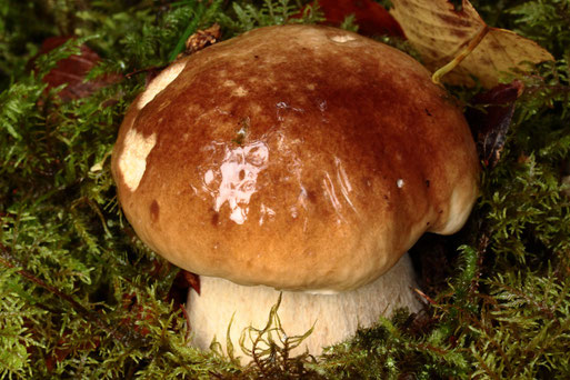 Steinpilz am Waldwegrand - bei Dobel (G. Franke, 28.09.2019)