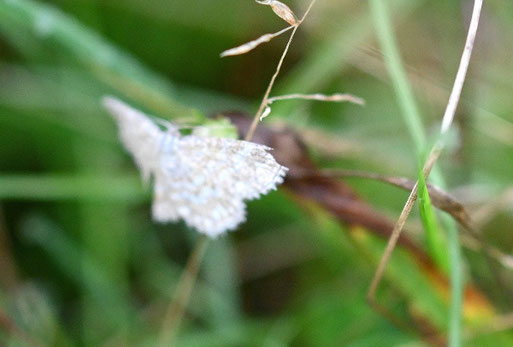 Marmorierter Kleinspanner (G. Franke)