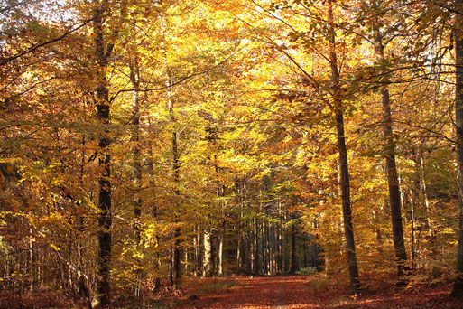 herbstlicher Waldspaziergang zwischen Karlsbad-Spielberg und Ittersbach (G. Franke, 13.11.2022)