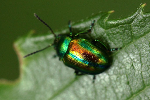 Prächtiger Blattkäfer - Chrysolina fastuosa; bei Karlsbad Spielberg (G. Franke, 18.08.2020)