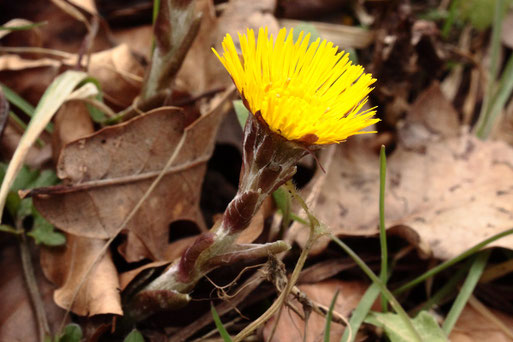 Huflattich - Tussilago farfara; am Waldwegrand zwischen Spielberg und Etzenrot (G. Franke, 16.03.2021)