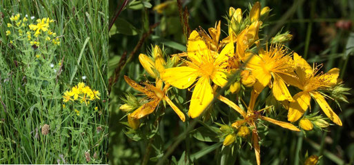 Tüpfel-Johanniskraut - Hypericum perforatum; Streuobstwiese südwestlich von Spielberg (G. Franke, 07.06.2022)