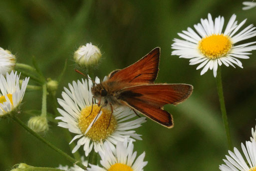 Braunkolbiger Braun-Dickkopffalter - Thymelicus sylvestris, Waldwegrand auf Feinstrahl-Aster zwischen Langenalb und Pfaffenrot (G. Franke, 08.07.2019)