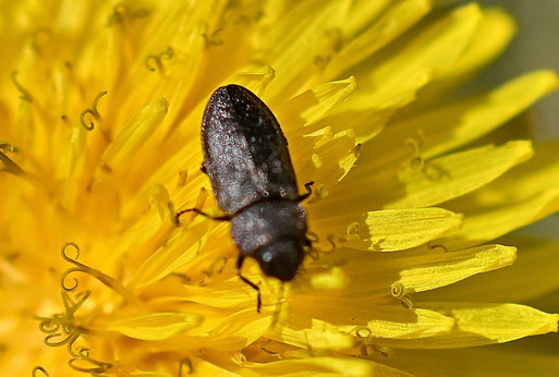 Schweizer Prachtkäfer - Anthaxia helvetica; Waldwegrand bei Karlsbad-Spielberg (G. Franke, 07.04.2026) Danke für die Bestimmungshilfe bei iNaturalist - gehört zu den ähnlich aussehenden dunklen Arten; Körper flach und breit; Halsschild fast rechteckig 