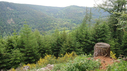 Aussichtspunkt am Hang des Eyachtales zwischen Tal und Weithäusleplatz (G. Franke, 27.05.2018)