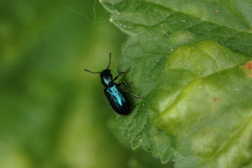 Buntkäfer der Gattung Korynetes - Korynetes sp.; bei Karlsbad-Spielberg (G. Franke, 20.05.2020)