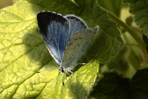 Faulbaum-Bläuling - Celastrina argiolus; im Garten auf einem Johannisbeerblatt ruhend (G. Franke, 16.04.2020, Karlsbad-Spielberg)