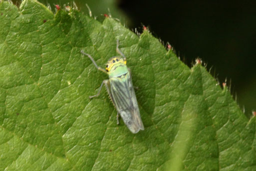Grüne Zwergzikade, weiblich - Cicadella viridis; Streuobstwiesenrand südwestlich von Spielberg (G. Franke, 07.06.2022)