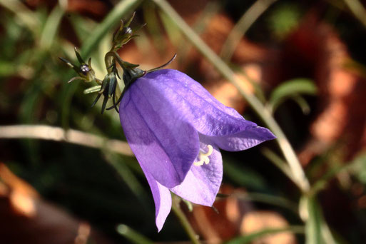 Späte Blüten, Ende November - Rundblättrige Glockenblume - Campanula rotundifolia; Waldrand bei Waldbronn-Etzenrot (G. Franke, 29.11.2020)