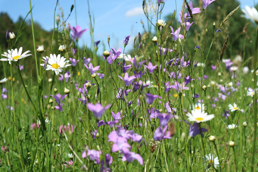 buntes Wiesenstück - Wässerwiesenwanderung im Moosalbtal am 21.05.17 (Foto: Rebecca Diringer)