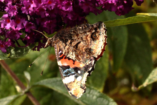 Admiral - Vanessa atalanta; Flügelunterseite - kopfüber an Schmetterlingsflieder in einem Spielberger Garten (G. Franke, 30.09.2022)