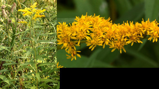 Späte Goldrute - Solidago gigantea; Feldrand zwischen Langensteinbach und Auerbach; Stängel unbehaart und Zungenlüten deutlich länger als die Scheibenblüten - Unterschied zur Kanadischen G. (G. Franke, 01.09.2021)