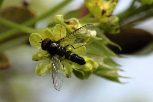 Meligramma triangulifera (Schlankschwebfliege ohne deutschen Namen), ca. 8 mm lang auf den Blüten des Spitz-Ahorns; Streuobstwiese südwestlich von Spielberg (G. Franke, 14.04.2022) - Bestimmung durch die Fachleute des Naturkundemuseums Stuttgart - Danke