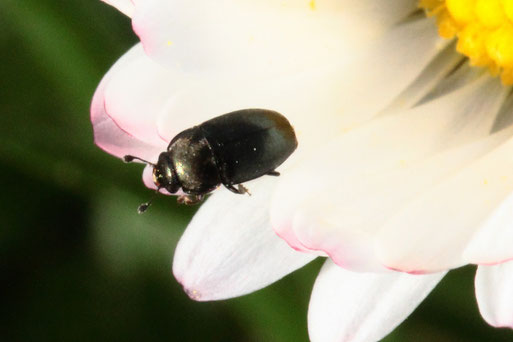 Glanzkäfer der Gattung Meligethes auf einer Gänseblümchenblüte; ca. 2 - 3 mm groß (G. Franke, 24.02.2021, Spielberg)