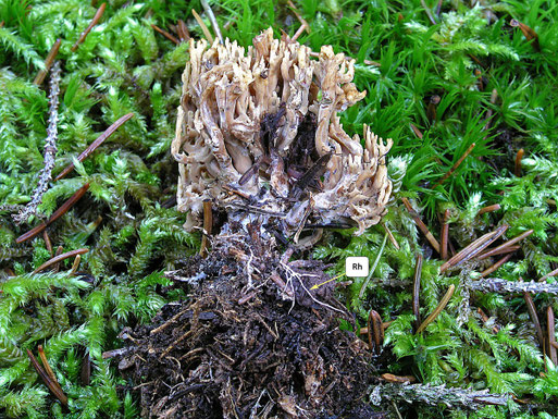 B. Miggel