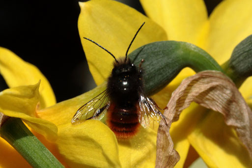 Gehörnte Mauerbiene auf dem Balkon (G. Franke, 24.03.18)