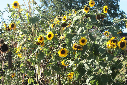 Sonnenblumen sind nicht nur ein schöner Anblick, sondern sind auch Anziehungspunkt für viele Vogelarten, besonders die Distelfinken (Stieglitze) (G. Franke,  05.09.2019)