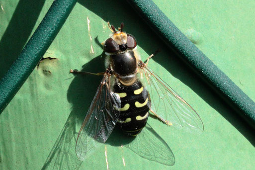 Frühe Großstirnschwebfliege - Scaeva selenitica, weibl., an einem Zaunpfahl bei Karlsbad-Spielberg ruhend (G. Franke, 28.03.2020)