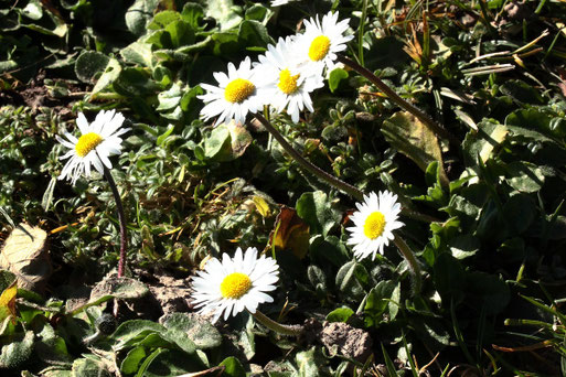 Gänseblümchen bei mildem Wetter das gesamte Jahr über und bieten Nahrung für zeitig fliegende Insekten (G. Franke, 09.02.2022)