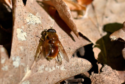 Cheilosia chrysocoma - Pelzige Erzschwebfliege; Waldwegrand bei Karlsbad-Spielberg (G. Franke, 18.04.2026)
