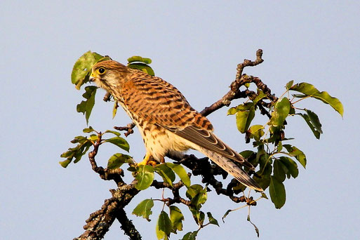 weibl. Turmfalke - Falco tinnunculus; zwischen Etzenrot und Spielberg (B. Guthmann, 24.07.21)