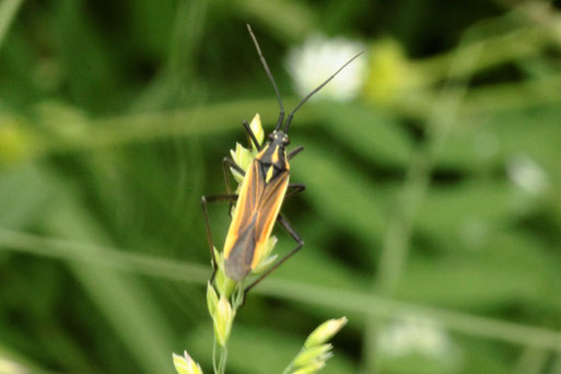 Langhaarige Dolchwanze - Leptopterna dolabrata; Streuobstwiese bei Spielberg (G. Franke, 11.06.2019)