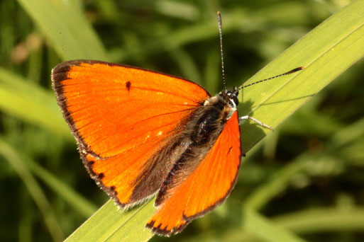 Großer Feuerfalter - Lycaena dispar; ruht am Wiesenrand zwischen Feldern bei Karlsbad-Langensteinbach (G. Franke, 11.08.2021)
