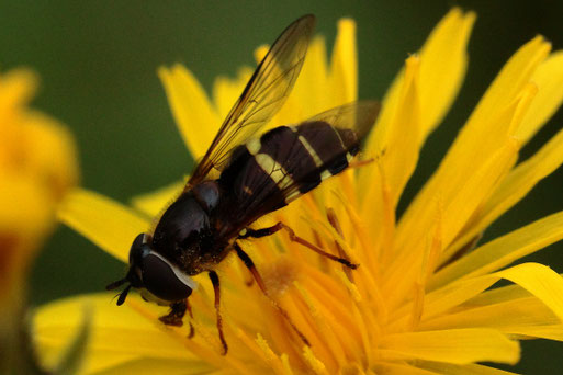Dasysyrphus tricinctus - Breitband-Waldschwebfliege; Streuobstwiese bei Karlsbad-Spielberg; relativ selten (G. Franke, 15.09.2021)