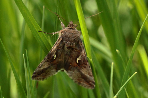 Gammaeule - Autographa gamma; Streuobstwiese südwestlich von Spielberg (G. Franke, 25.05.2022)
