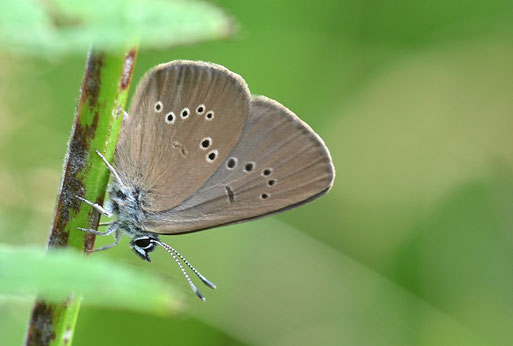 Dunkler Wiesenknopf-Ameisenbläuling - Phengaris nausithous; Wiese bei Karlsbad-Spielberg; Rote Liste Baden-Württemberg 2023 - Kategorie 2 = stark gefährdet (G. Franke, 30.06.2026)