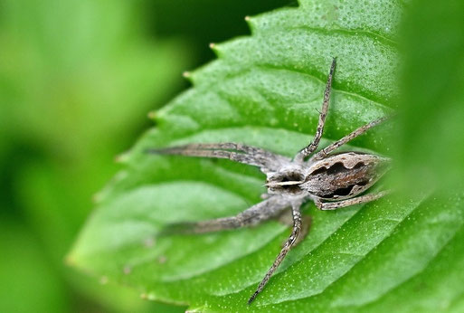 Listspinne - Pisaura mirabilis; bei Karlsbad (G. Franke, 18.09.2024)
