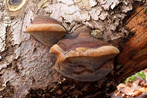 Bild 2 – Zwei noch recht junge Exemplare, wobei der größere 16 cm breit und 14 cm hoch ist. Der Abstand des Randes vom Substrat beträgt 9 cm (B. Miggel)