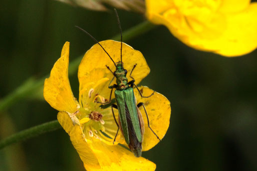 Grüner Scheinbockkäfer - oedemera nobilis, weiblich; Streuobstwiese südlich von Spielberg (G. Franke, 28.05.2022)