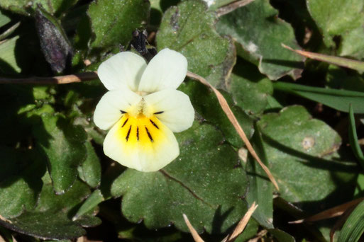 Feld-Stiefmütterchen - Viola arvensis; bei Karlsbad-Auerbach - Feldrand (G. Franke, 30.03.2021)