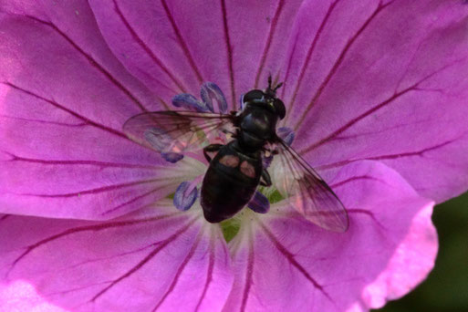 Pipiza noctuluca - Zweifleck-Waldrandschwebfliege; bei Spielberg (G. Franke, August 2020)