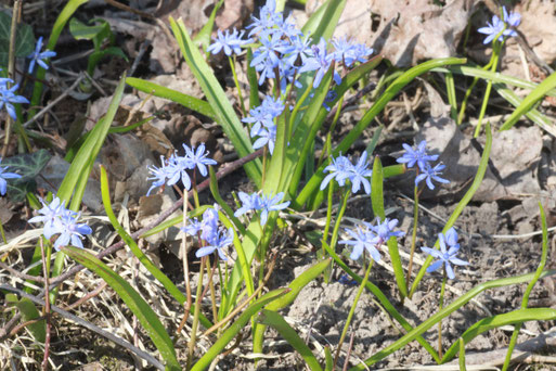 Zweiblättriger Blaustern - Scilla bifolia; zwischen Neuburgweier und Au a.R. im Auwald (G. Franke, 2013)