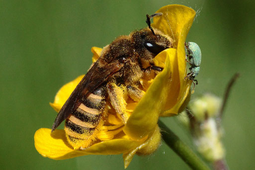 Gelbbinden-Furchenbiene und Grünrüssler der Gattung Phyllobius gemeinsam auf einer Hahnenfußblüte - Streuobstwiese bei Spielberg (G. Franke, 14.05.2021)