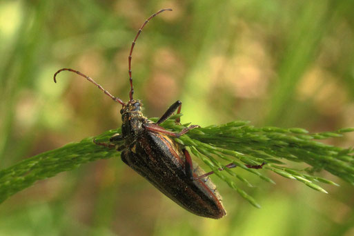 Schulterbock Oxymirus cursor; Waldwegrand im Eyachtal bei Dobel (G. Franke, 20.05.2022)