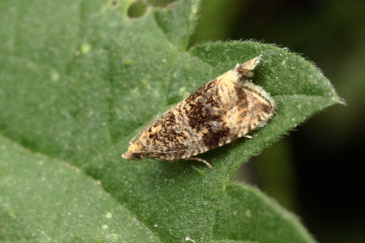 Gewöhnlicher  Wiesenwickler - Celypha lacunana; Streuobstwiese südlich von Spielberg (G. Franke, 31.05.2022)
