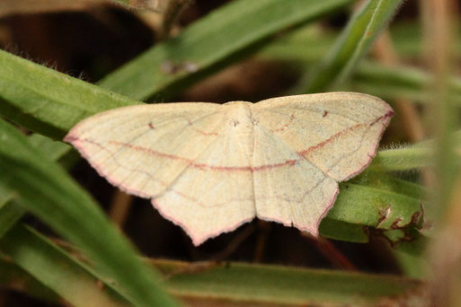 Ampferspanner - Timandra comae; Streuobstwiese südlich von Spielberg (G. Franke, 16.08.2022)