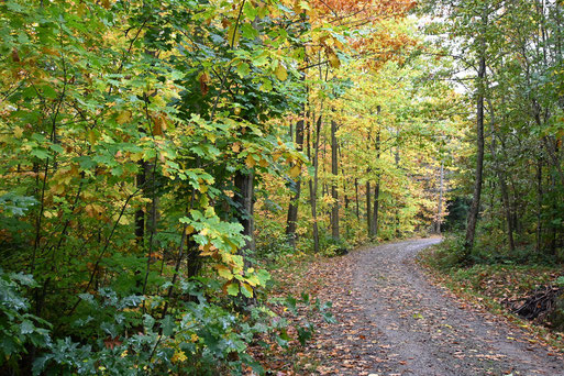 Herbstwald zwischen Straubenhardt-Langenalb und Marxzell-Pfaffenrot (G. Franke, 29.10.2023)