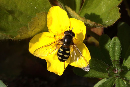 Eupeodes luniger - Mondfleck-Feldschwebfliege, bei Spielberg (G. Franke, April 2019)