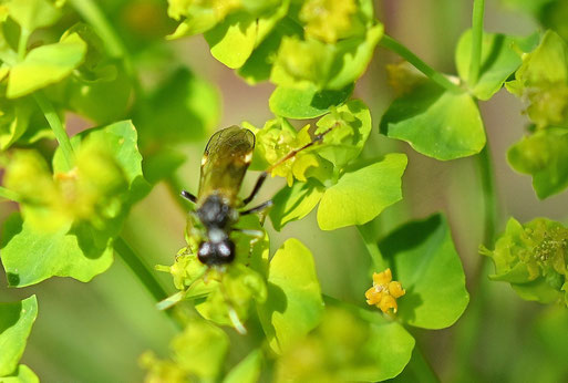 Zypressenwolfsmilch-Blattwespe - Tenthredo solitaria; bei Karlsbad-Spielberg (G. Franke, 19.04.2026) Danke für die Bestimmungshilfe bei iNaturalist